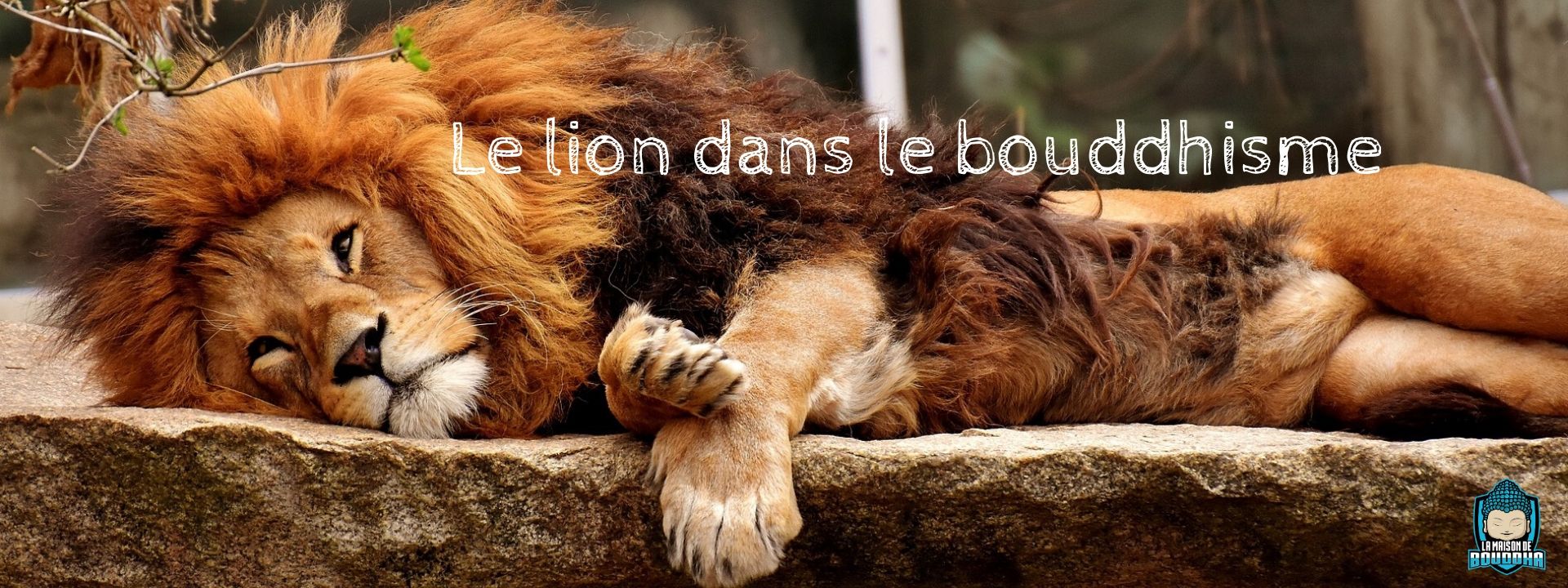 Bannière-du-blog-Le-lion-dans-le-bouddhisme-La-Maison-de-Bouddha
