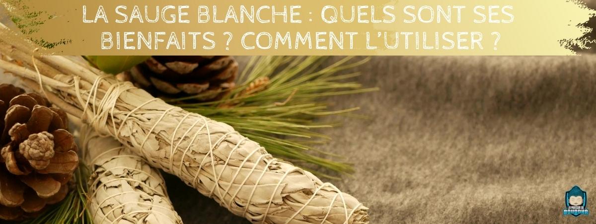 Bannière blog La sauge blanche : quels sont ses bienfaits ? Comment l’utiliser ?