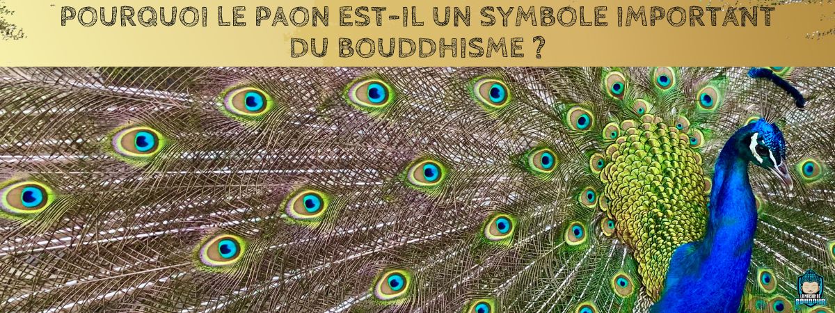 Pourquoi-le-Paon-est-il-un-Symbole-Important-du-Bouddhisme-bannière-article-de-blog-La-Maison-de-Bouddha